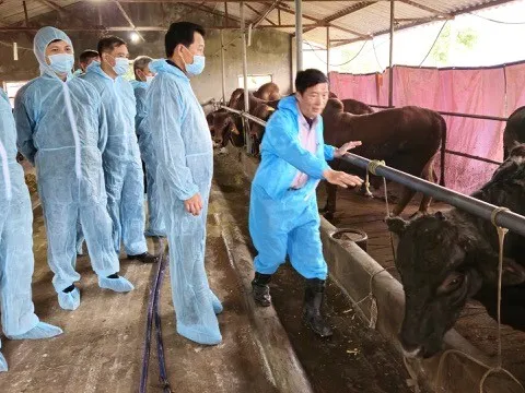 Hà Nội tập trung phát triển chăn nuôi bền vững, giảm chăn nuôi trong khu dân cư