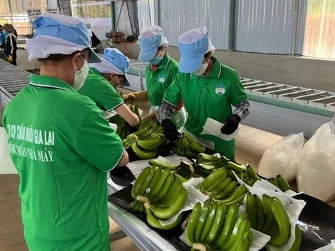HAGL Agrico trả nợ hơn 4.200 tỷ đồng cho HAGL