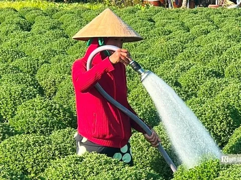 “Vương quốc hoa kiểng” miền Tây sẵn sàng hơn 10 triệu sản phẩm phục vụ thị trường Tết