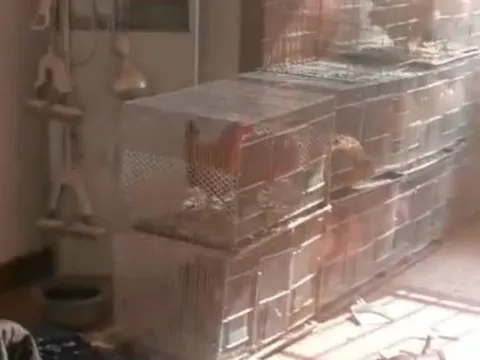 Chủ nhà đi vắng 2 năm, khách thuê làm một việc gây phẫn nộ