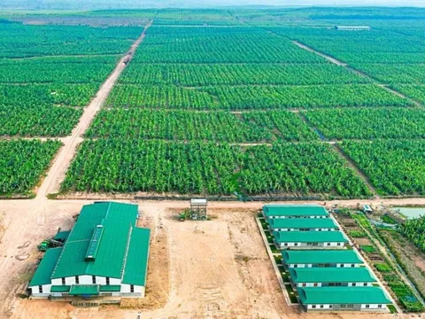 Cổ phiếu HNG tăng trần sau tin trả hết nợ cho công ty bầu Đức