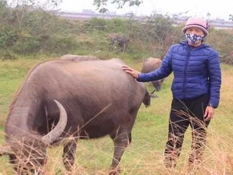 Nghề chăn trâu làm giàu giữa phố