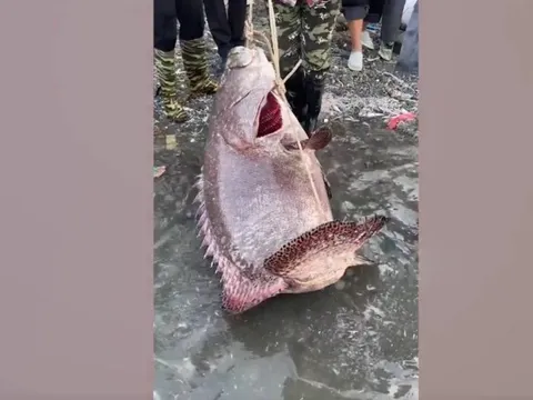 Ngư dân bắt được con cá mú khổng lồ nặng 102kg trên biển