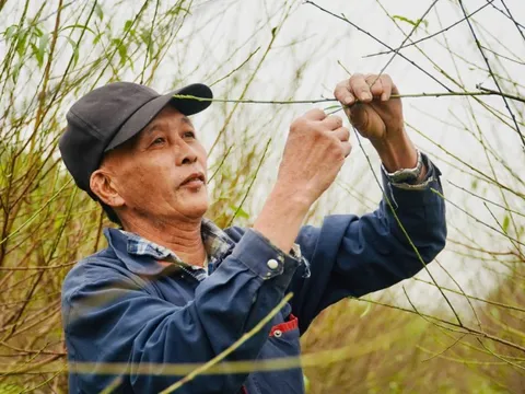 Nắng ấm cận Tết, người trồng đào "đứng ngồi không yên"