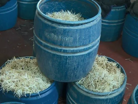 Tạm dừng hoạt động 6 cơ sở liên quan vụ gần 3.000 tấn giá đỗ ngâm chất cấm