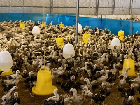 Đảm bảo công tác thú y giúp thị trường chăn nuôi khởi sắc