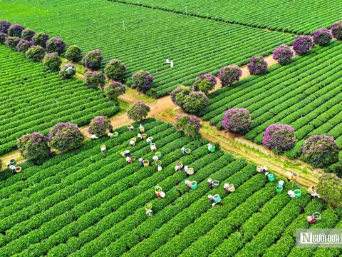 Ngắm "rừng" hoa mua Úc nhuộm tím đồi chè Bảo Lộc