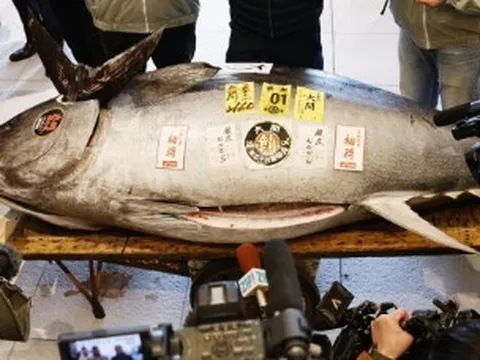 Con cá nặng 276kg giá 33 tỷ đồng, người đàn ông vẫn xuống tiền mua