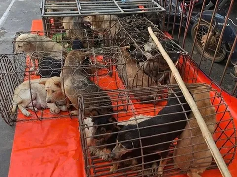 Bắt nhóm đối tượng bắt trộm gần 4 tấn chó ở Thanh Hóa