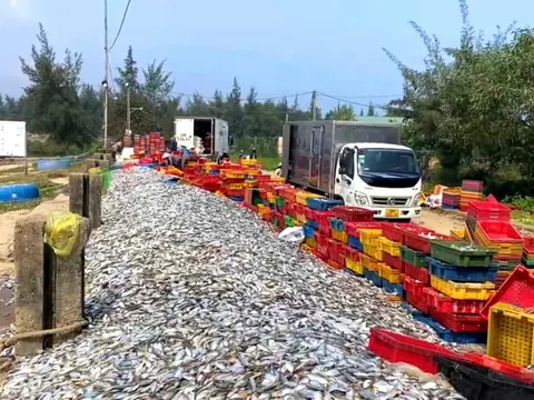 Ngư dân Hà Tĩnh trúng đậm "lộc biển" ngày cận Tết Nguyên đán
