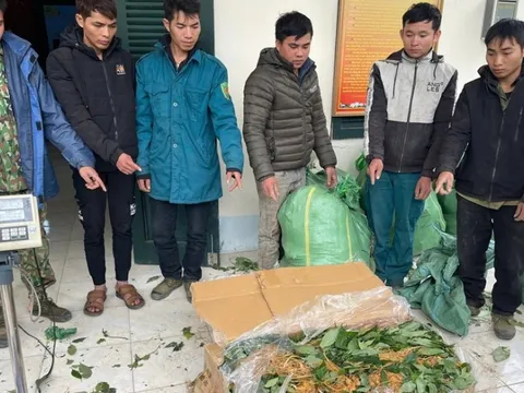 Sa lưới vì vận chuyển sâm lậu qua biên giới