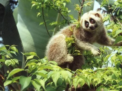 Chương trình quốc gia bảo tồn các loài động vật hoang dã nguy cấp, quý, hiếm