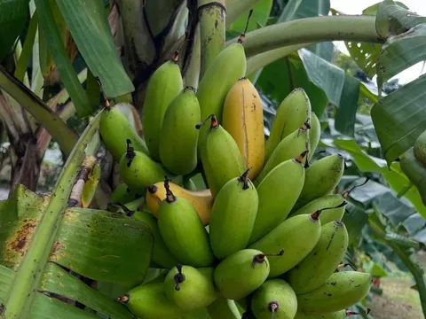 Người đàn ông ngồi tù vì trộm một buồng chuối