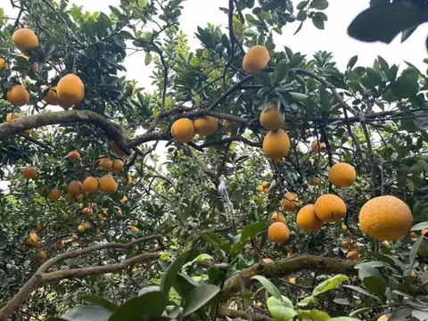 Triển lãm quốc tế sản xuất và chế biến rau, hoa, quả