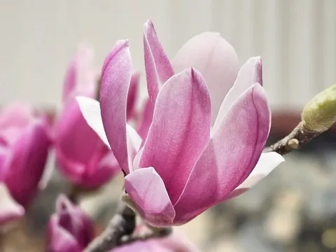 Mộc lan – loại hoa thoạt nhìn giống củi khô nhưng giá cả triệu, được chị em thi nhau "săn lùng" chơi Tết