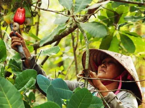 Cơ hội để ngành điều Việt Nam bứt tốc