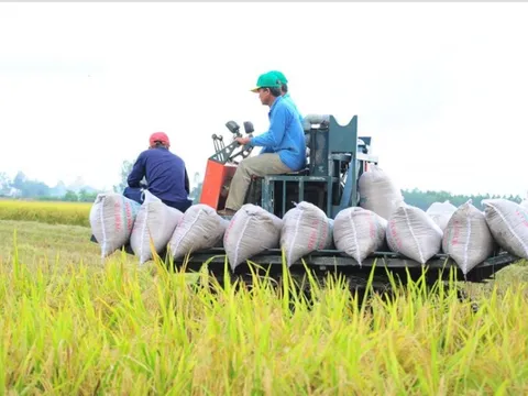 Giá lúa giảm ngày cận Tết, nông dân miền Tây gặp khó?