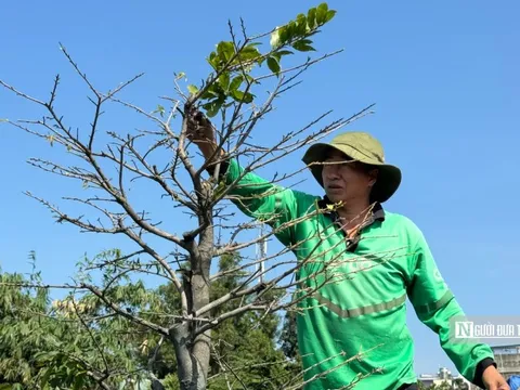 Nghề lạ dịp Tết: "Nhặt lá trả tiền", kiếm gần nửa triệu đồng mỗi ngày