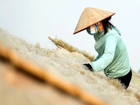 Miến dong làng So "chạy đua" đón Tết, sản lượng gần 100 tấn/tháng