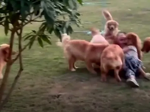 Cô gái trẻ nhận kết đắng khi trêu chọc đàn chó