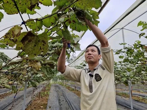 Người đàn ông đưa cây “quý tộc” về miền núi… làm giàu