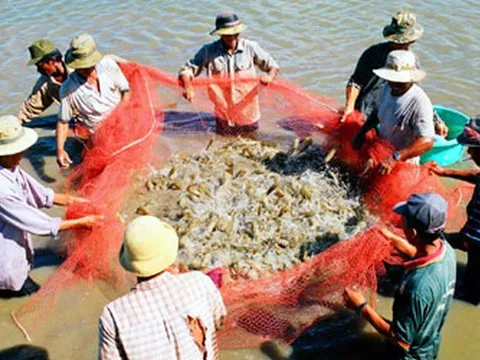 Bảo hiểm ABIC đồng hành cùng nhà nông