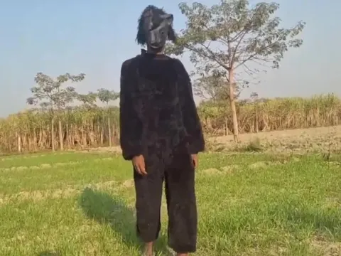 Nông dân hóa trang thành gấu để bảo vệ mùa màng trước loài vật “đáng sợ”