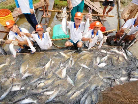 Xuất khẩu cá tra giá trị gia tăng sang Mỹ tăng 21 lần