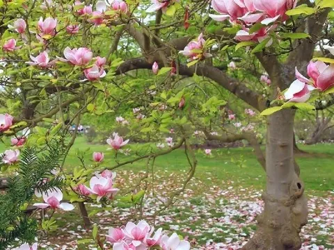 Thú chơi hoa mộc lan ngày Tết