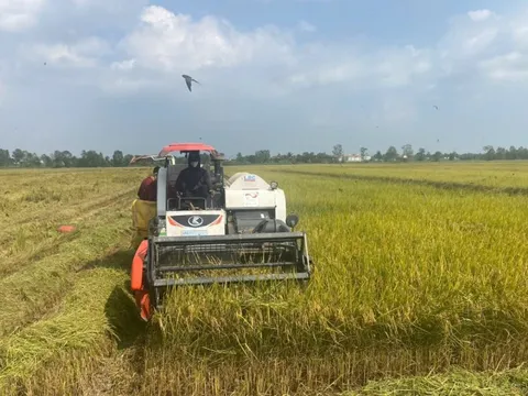 Đề án 1 triệu ha lúa chất lượng cao: Đổi thay cho đất ‘Chín Rồng’