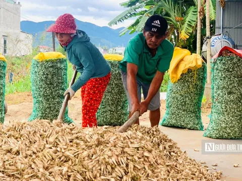 Nồng nàn hương vị Tết nơi "thủ phủ kiệu" Bình Định