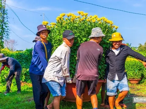 Cánh đồng hoa rực rỡ ở Đồng Nai nhộn nhịp thu hoạch