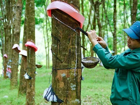 Giá cao su tăng cao từ xuất khẩu