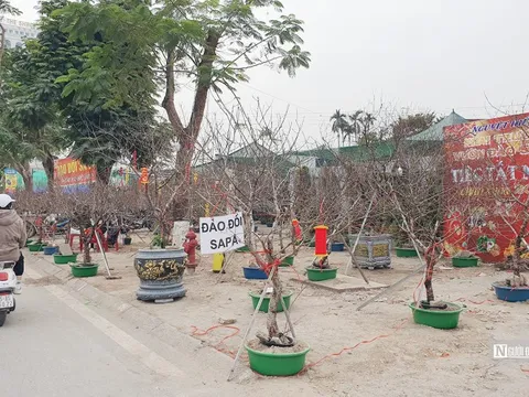 Đào đá “lên ngôi” tại chợ hoa Tết ở Hải Phòng