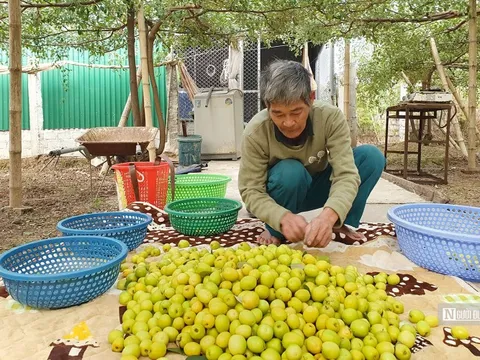 Hải Phòng: “Táo muối” Bàng La tăng giá gấp đôi vụ Tết