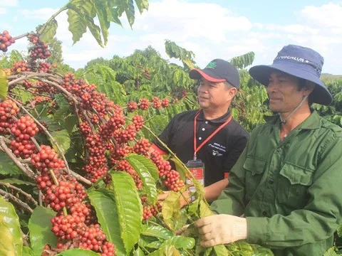 Xuất khẩu cà phê bền vững cần làm tốt từ việc tái canh