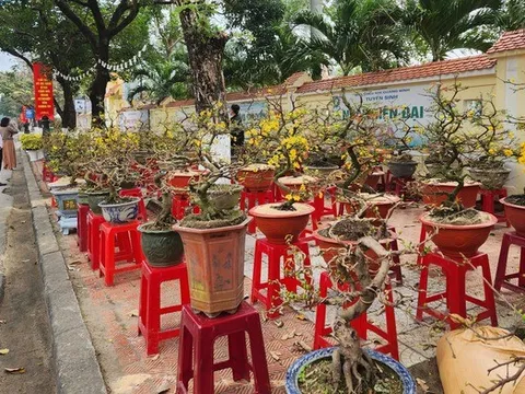 Quảng Bình: Đào, mai xuống phố, tiểu thương hồi hộp chờ khách