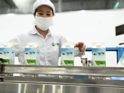 Lợi nhuận Mộc Châu Milk chạm đáy 4 năm