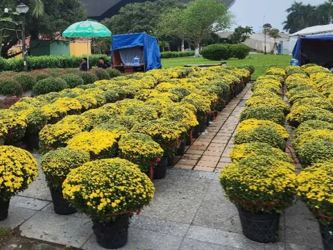 Đà Nẵng: Hoa Tết xuống phố, người bán mong "bội thu"