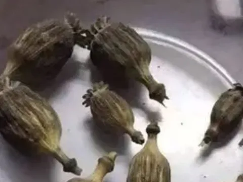 Bị mắng, con trai gọi điện báo cảnh sát cha tàng trữ ma túy