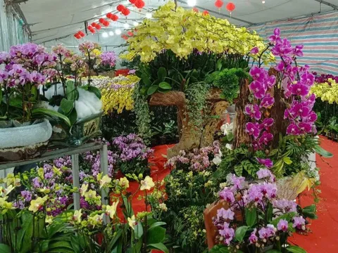 Dự báo trời rét dịp Tết Nguyên Đán Ất Tỵ 2025