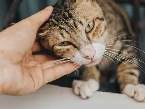 Người phụ nữ kiện chồng ra tòa vì cưng mèo hơn vợ