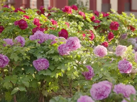 Hoa mẫu đơn cháy hàng nhờ hiệu ứng phim "Quốc sắc phương hoa"