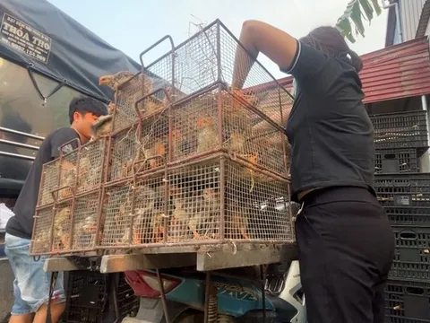 Buôn lậu động vật: Nguy cơ phá vỡ ngành chăn nuôi