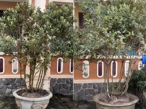 Bắt nhân viên văn phòng đăng ký đất đai "nhận" 2 chậu sim cảnh