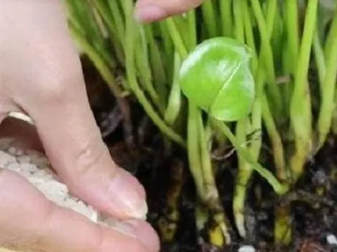 Lợi ích của việc rắc một nắm gạo vào chậu cây