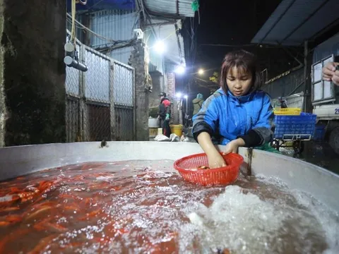 Chợ cá Yên Sở rực sắc đỏ ngày ông Công ông Táo