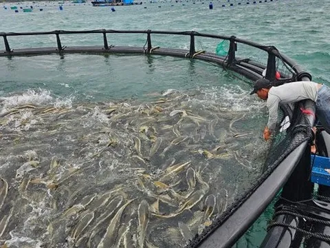 Thí điểm phát triển nuôi biển công nghệ cao tại Khánh Hòa