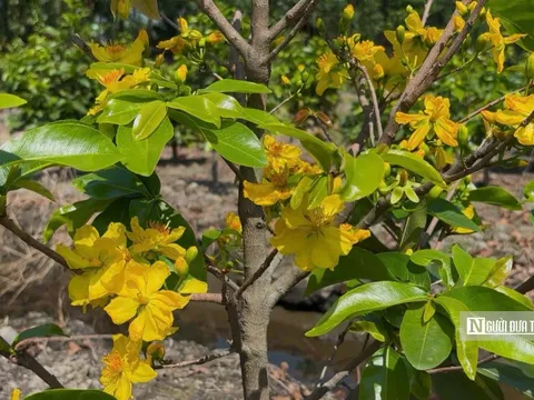 "Mỏ vàng" ngày Tết của nông dân làng mai Bình Lợi