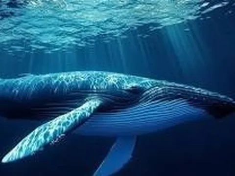 Sinh vật lớn nhất trên trái đất, có lưỡi nặng bằng một con voi